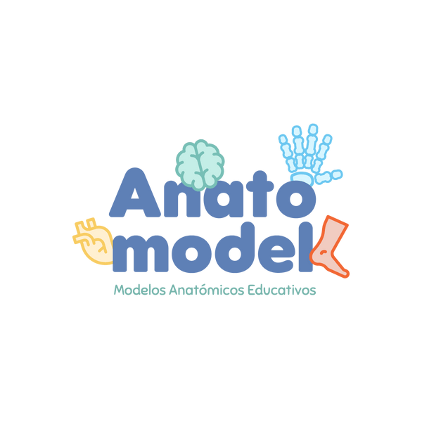 ANATOMODEL
