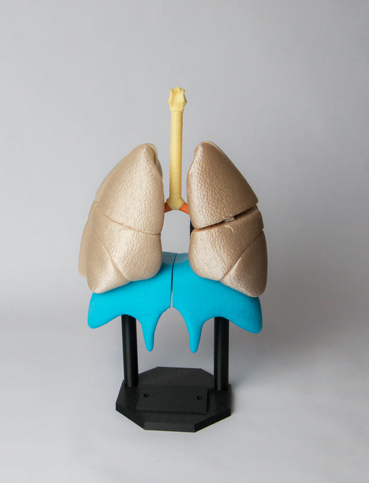 Sistema Pulmonar