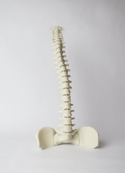 Modelo de Columna Vertebral Flexible con Base de Pelvis